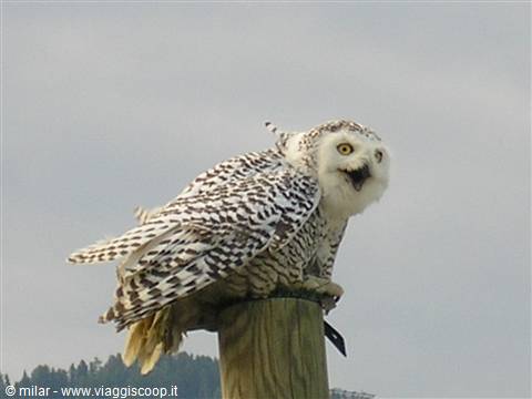 Snowy owl with open beak perched on a wooden post under gray sky