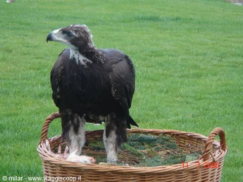 Young eagle perched in a wicker basket on the green lawn