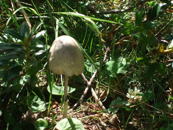 MALGA DI DIMARO: mushroom picking.