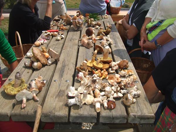 MALGA DI DIMARO: mushroom picking.