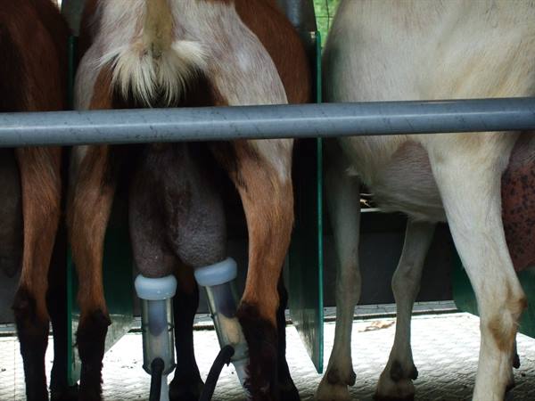 PEJO: malga Covel, goat milking.