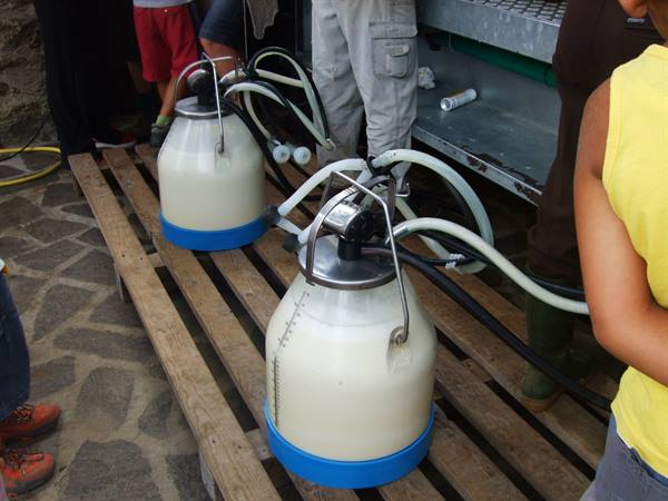 PEJO: malga Covel, goat milking.