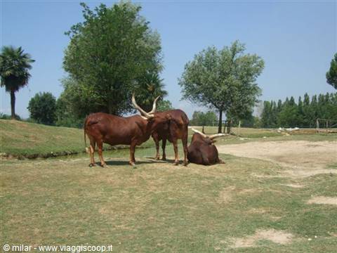 SAFARI PARK