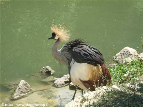 SAFARI PARK