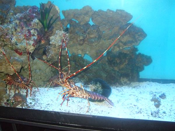 PORTO SANTO STEFANO: aquarium.