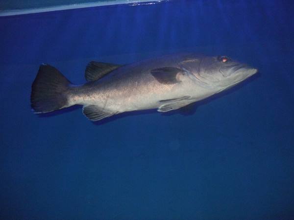PORTO SANTO STEFANO: aquarium.