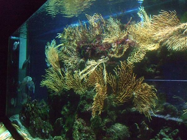 PORTO SANTO STEFANO: aquarium.