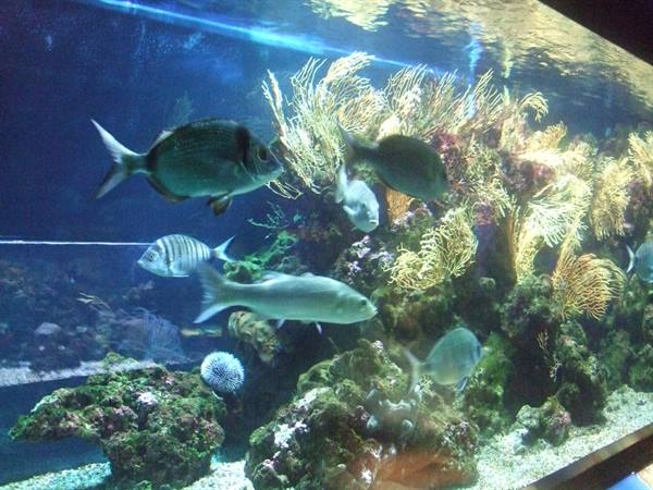 PORTO SANTO STEFANO: aquarium.