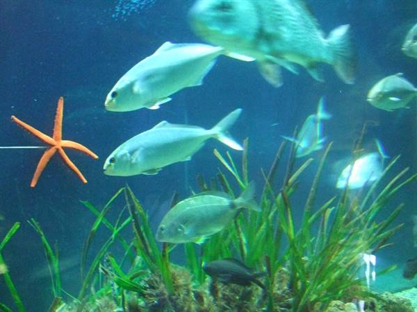 PORTO SANTO STEFANO: aquarium.