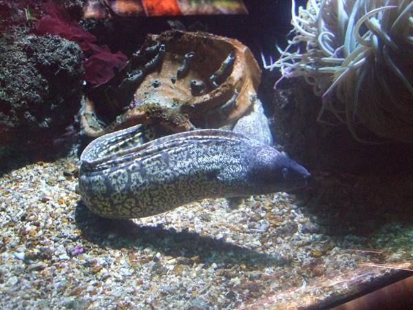 PORTO SANTO STEFANO: aquarium.