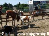 Horses and pony in a sandy enclosure with wooden fence