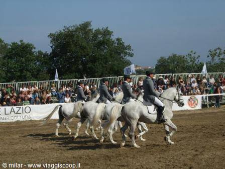 Riders in dark uniforms parade white horses before a crowd