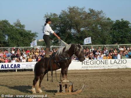 Rider standing on horseback during horse show before crowd, Regione Lazio