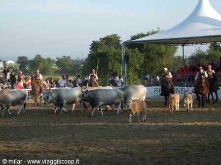 Riders on horseback herding grey cattle before spectators under tent