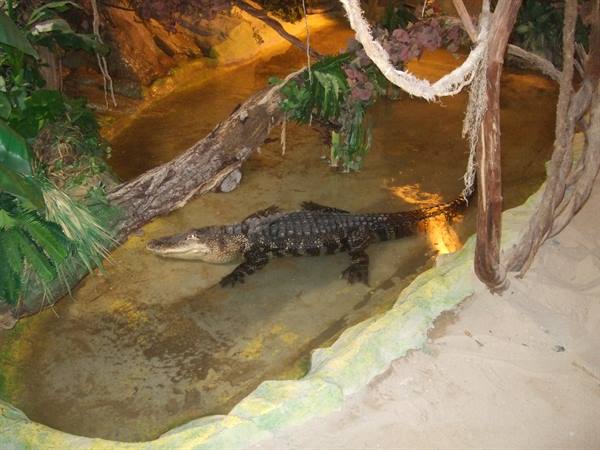 An alligator swims in a shallow pool among branches and tropical plants