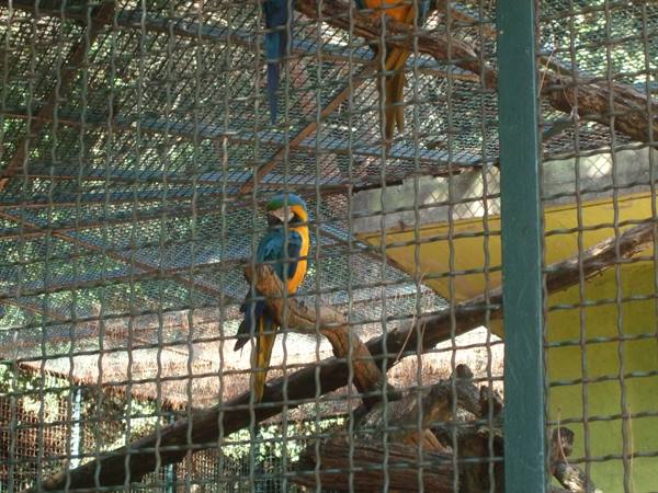 Blue and yellow macaw perched on a branch inside a metal cage
