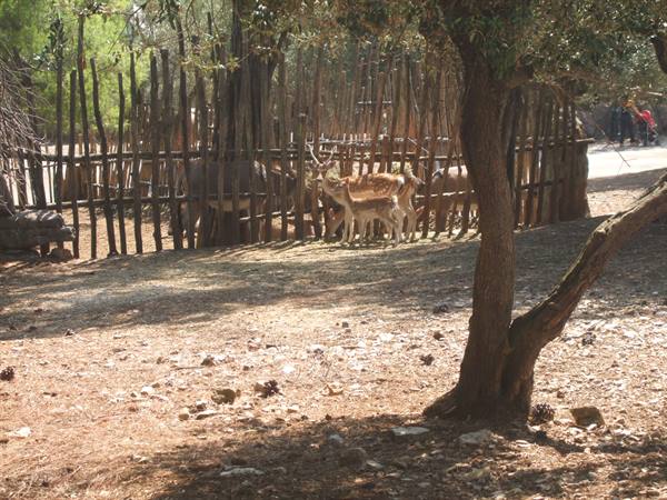 Fallow deer in wooden enclosure among sunny trees