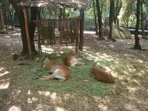 Three antelopes resting on grass in the shade of a wooden shelter