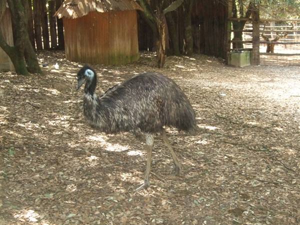 Emu walking on dry leaf-covered ground among wooden huts
