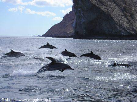 Our dolphin friends