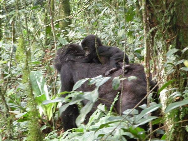 Baby gorilla riding on its mother's back in the rainforest