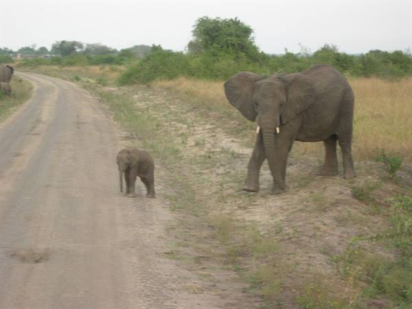 Elephant with calf along dirt road in savanna, soft daylight