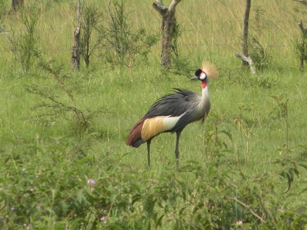 Grey crowned crane standing among tall grass and green savanna bushes