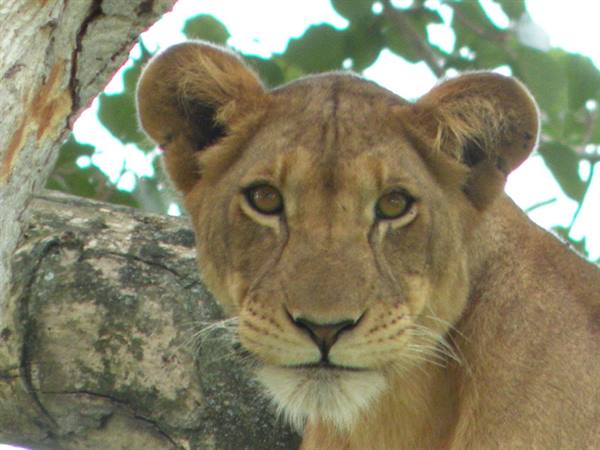 Lioness resting on tree branch stares at camera among green leaves
