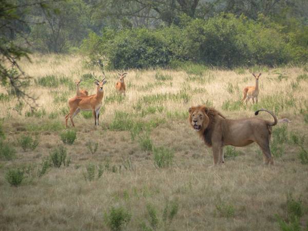 Male lion on grassy savanna watches gazelles and antelopes among green bushes