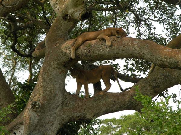 Two lionesses resting and standing on the thick branches of a tree
