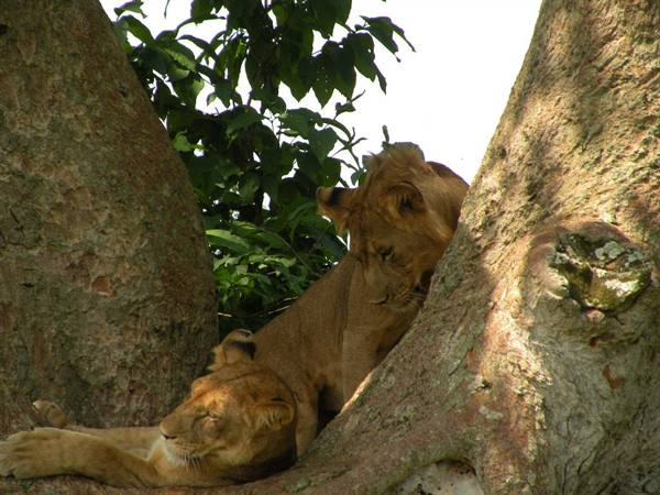 Two lionesses resting on the thick branches of a large tree