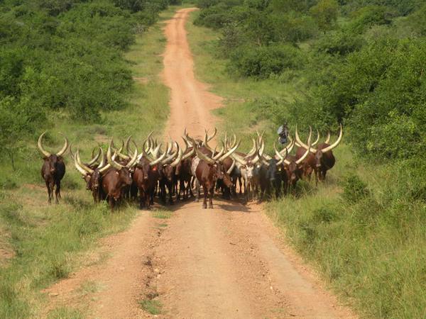 Herd of long-horned Ankole cattle crossing a dirt road among green bushes