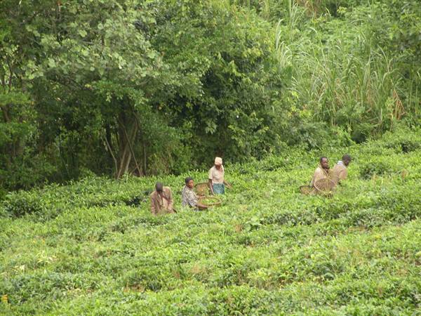 Pickers with woven baskets among green tea bushes