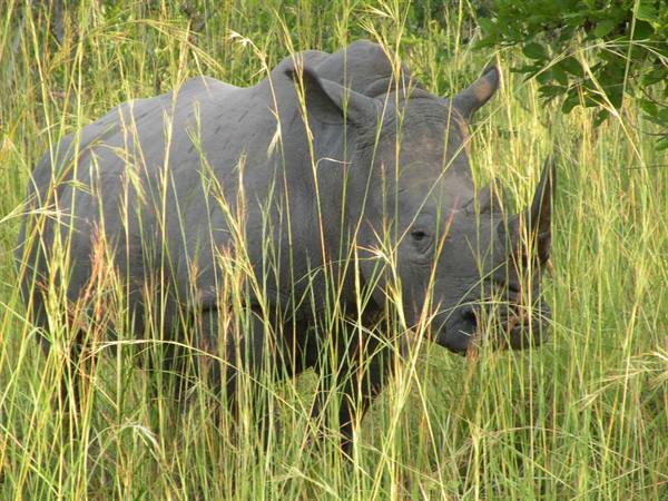 Long-horned rhinoceros standing among tall green savanna grass