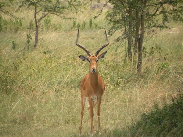 Male impala with long curved horns standing among dry grass and acacia trees
