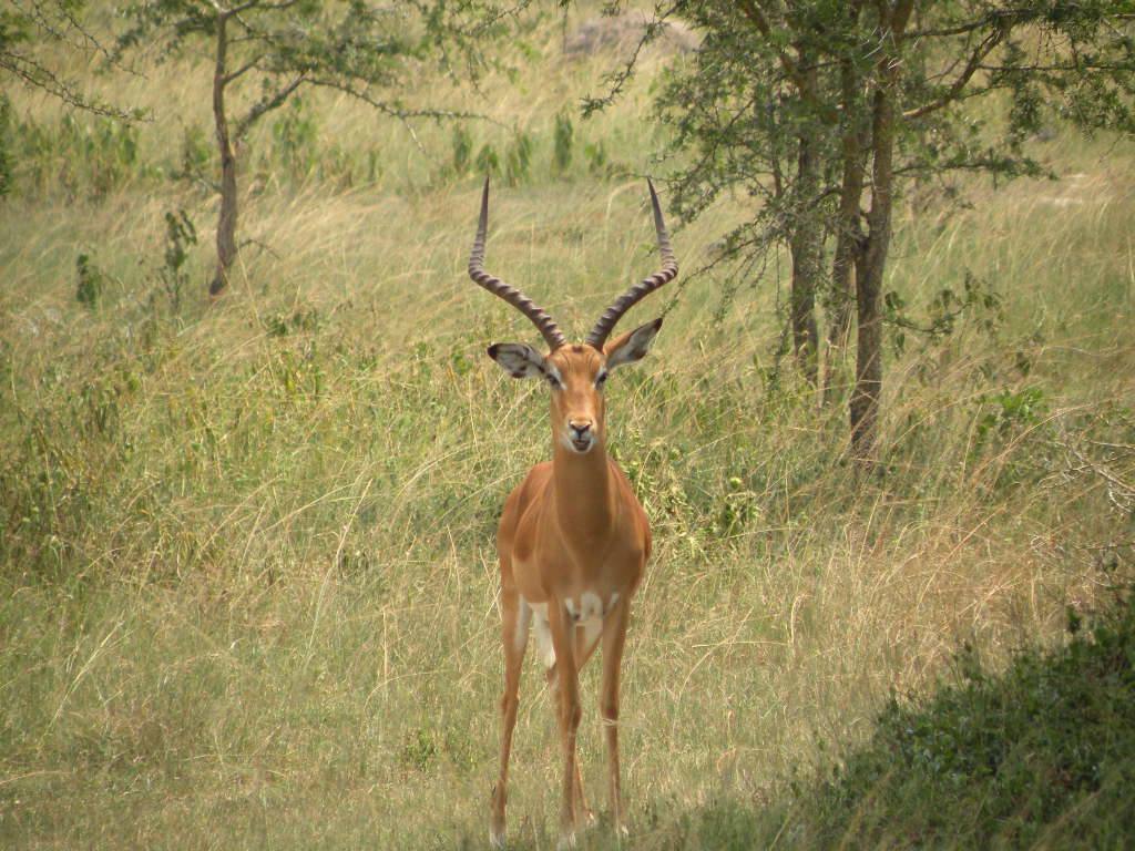 Male impala with long curved horns standing among dry grass and acacia trees