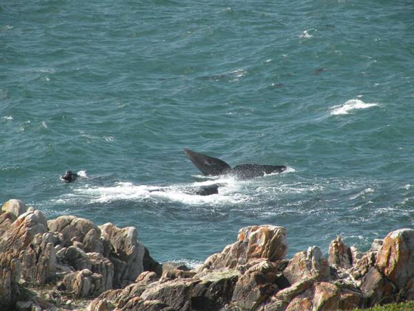 whales