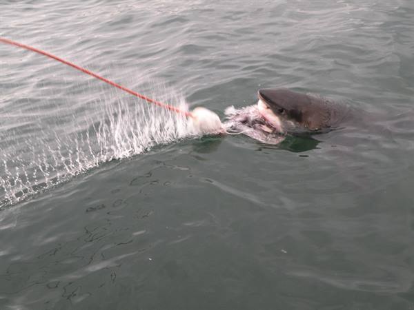 shark