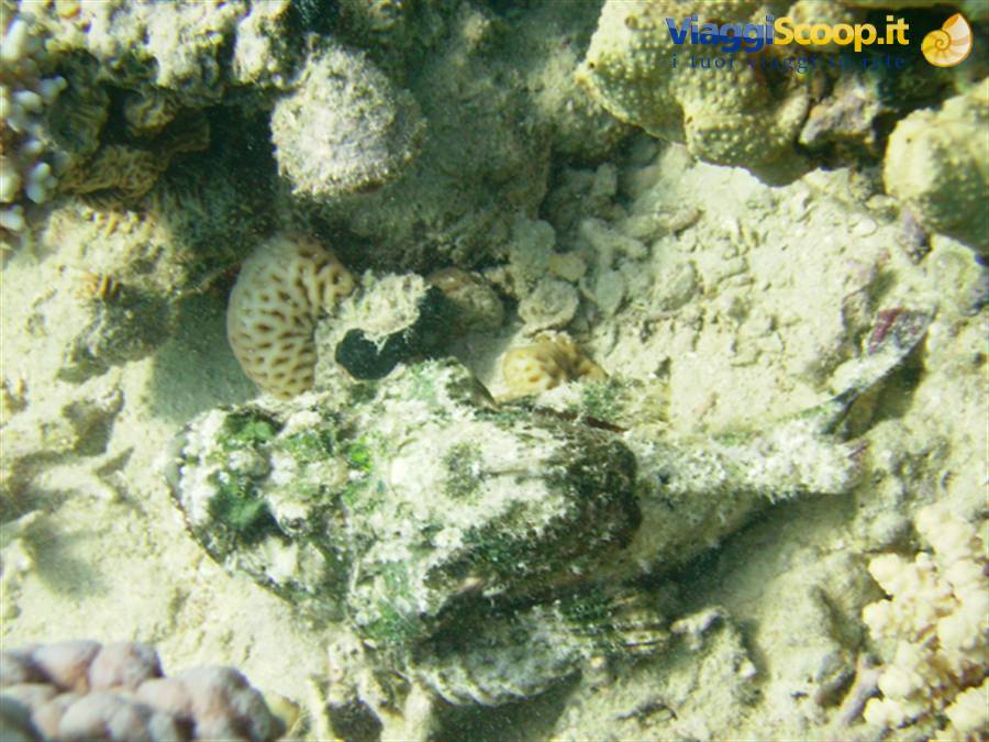 Stone fish