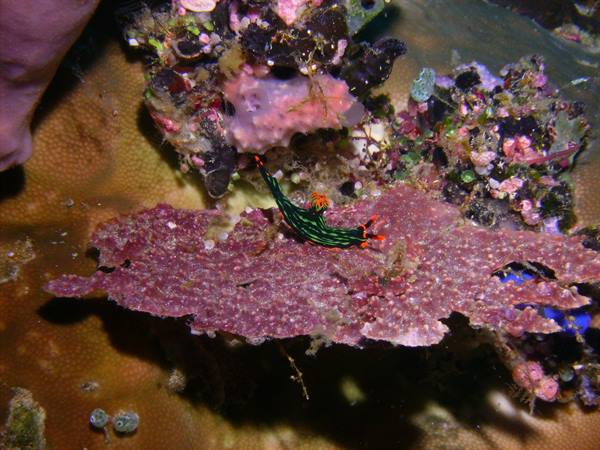 Spanish Dancer