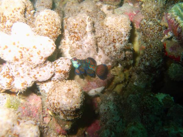 Mandarin Fish