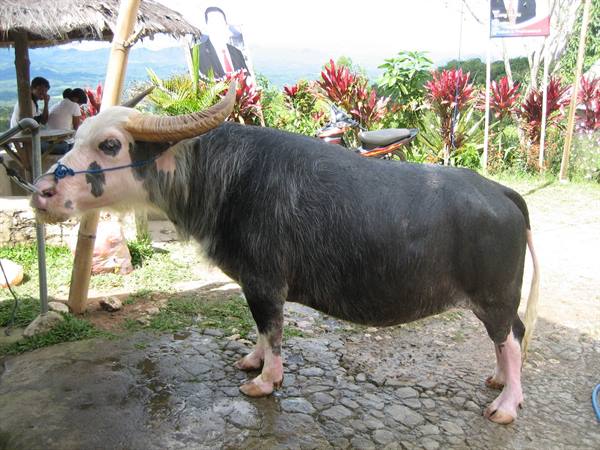 Albino Buffalo