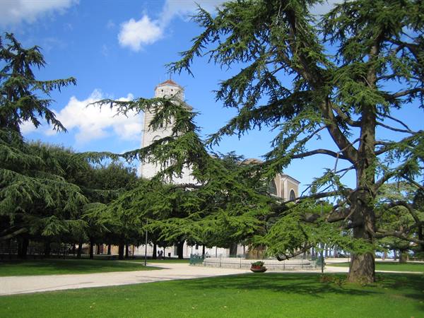 The bell tower of Mirano cathedral among sunny park cedars
