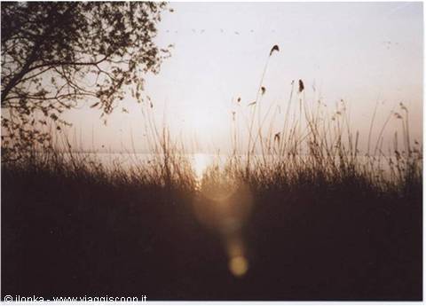 Low sun shining through reeds and trees along a lakeshore