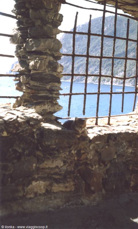 Cat resting by rusted iron bars, rocky wall, blue bay behind