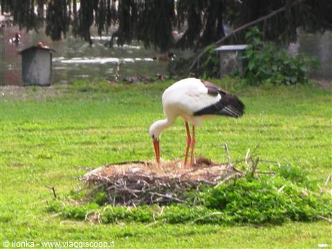White stork arranging its twig nest on grass near a pond
