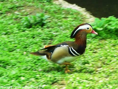 Male mandarin duck walks on green grass near a pond