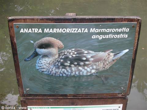 Wooden sign showing a marbled duck picture beside green water