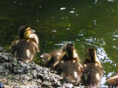 Three ducklings near a rocky edge in green water