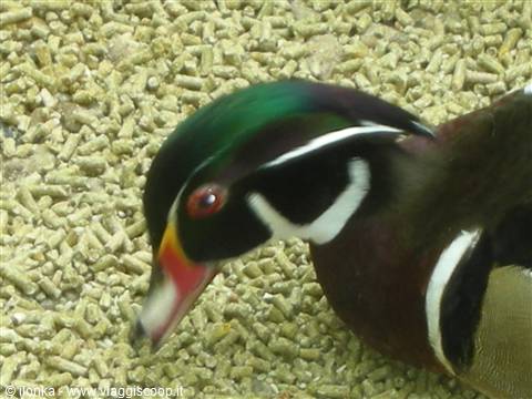 Wood duck with iridescent green head pecking food among beige pellets